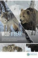 Watch Wolf vs Bear Megashare