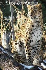 Watch Leopard Queen Megashare
