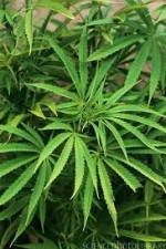 Watch Cannabis Whats The Harm Part 1 Megashare