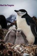 Watch Meet the Penguins Megashare