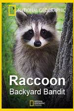 Watch Raccoon: Backyard Bandit Megashare