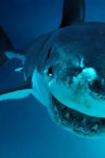 Watch National Geographic. Shark attacks investigated Megashare