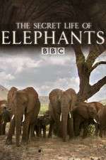 Watch The Secret Life of Elephants Megashare