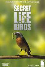 Watch Iolo's Secret Life of Birds Megashare