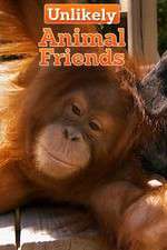 unlikely animal friends tv poster