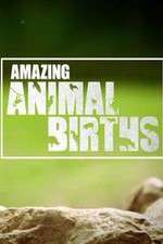 Watch Amazing Animal Births Megashare