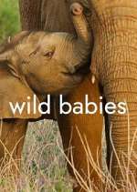 Watch Wild Babies Megashare