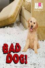 Watch Bad Dog! Megashare