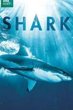 Watch Shark Megashare