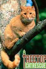 Watch Treetop Cat Rescue Megashare