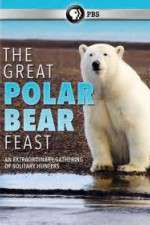 Watch The Great Polar Bear Feast Megashare