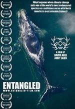 Watch Entangled: The Race to Save Right Whales from Extinction Megashare