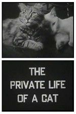 Watch The Private Life of a Cat Megashare