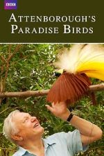 Watch Attenborough's Paradise Birds Megashare