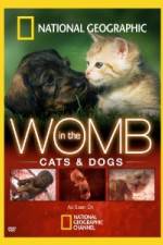 Watch National Geographic In The Womb  Cats Megashare