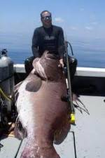 Watch National Geographic: Monster Fish - Nile Giant Megashare