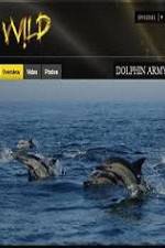 Watch National Geographic Wild Dolphin Army Megashare