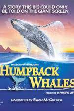 Watch Humpback Whales Megashare