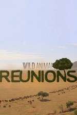 Watch Wild Animal Reunions Megashare