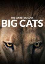 Watch The Secret Lives of Big Cats Megashare