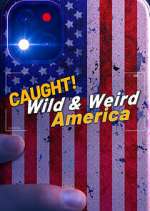 Watch Megashare Wild & Weird America Online