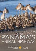 Watch Panama's Animal Highway Megashare
